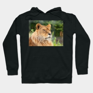 Watchful lion Hoodie